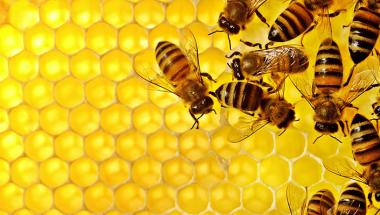 Bees on a honeycomb